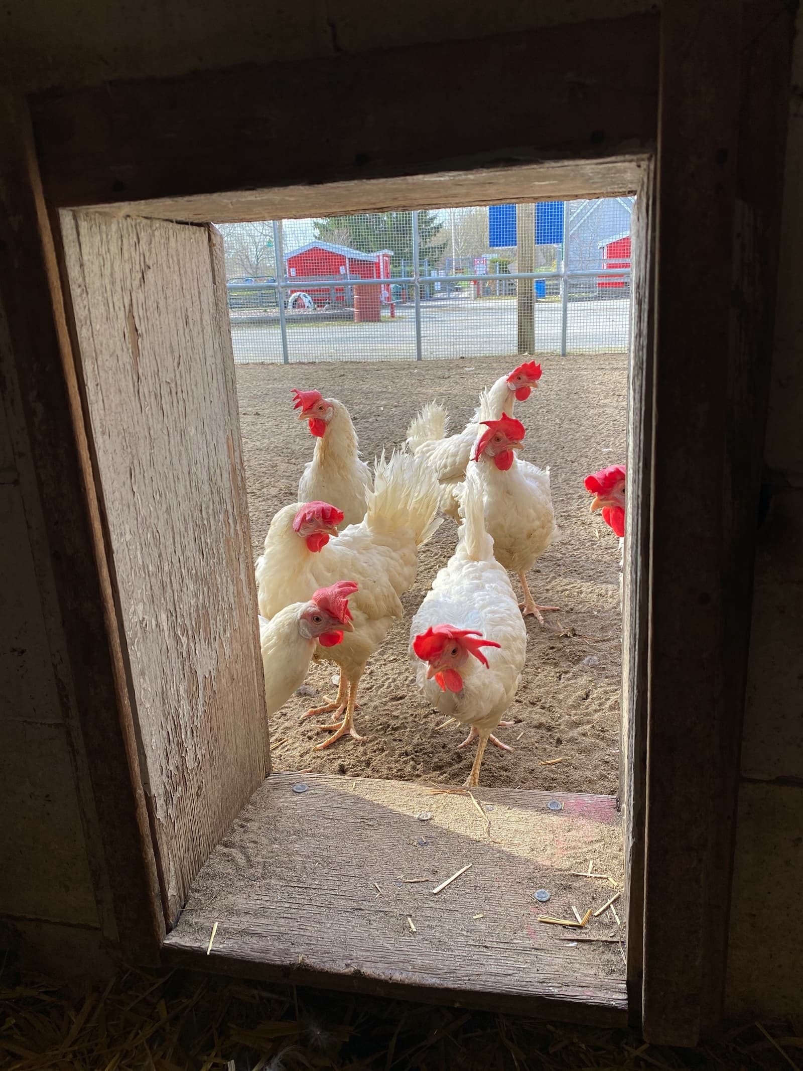 Children's Animal Farm